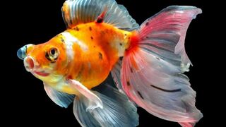 Menggambar Ikan Mas Koki (Drawing a Goldfish)