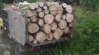 Log kayu karet