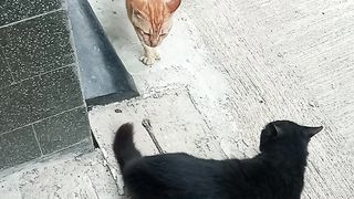 Meowww