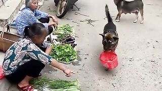 #1 Smart dog goes to market instead of owner