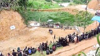 buffalo fight, tana toraja