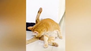 Try Not To Laugh ???? Funniest Cats and Dogs 2023 ???????? Part 2