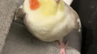 #2 Top notch parrots