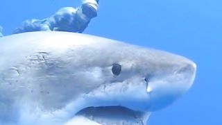 Shark exploration