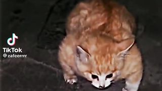 Cats and animal
