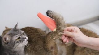 Funny cat react to ice cream so cute