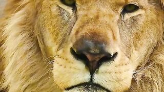 King of the Jungle 2