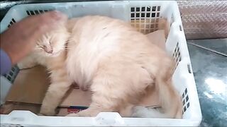 kucing melahirkan