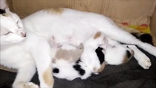 anak kucing umur 1 minggu