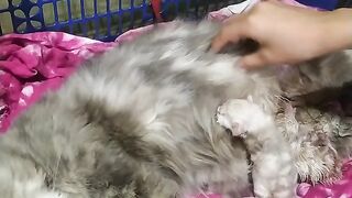 Putri sedang melahirkan anaknya