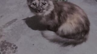 Cet animal