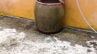 Clever Dog 2