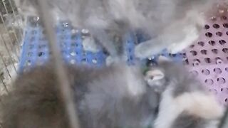 anak kucing lucu