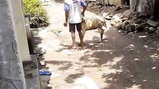 Kambing gembel qurban