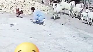 SHEEP FIGHTING WITH LADY.