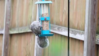 squirrel behind the house