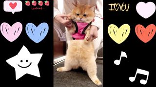 Aww Cute Baby Animals Videos Compilation | Funny and Cute