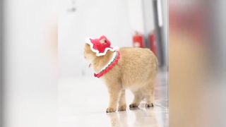 Funny Animal Videos 2023 #1