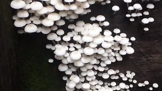 Wow wild mushrooms on wood.