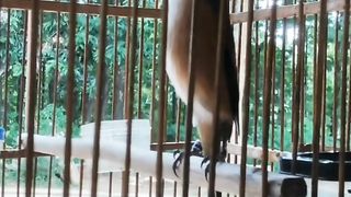 Burung 3