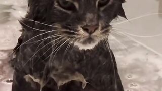 Funny Video 111