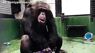 Dance monkey 2