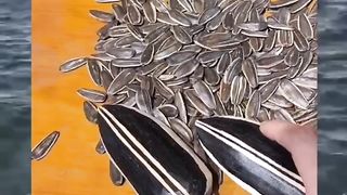 Funny Video 112