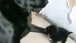 Funny Video 113