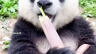 cute pandas
