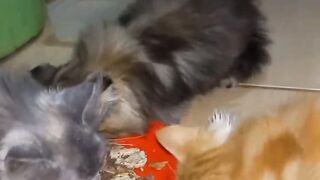 Kucing makan