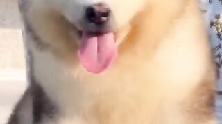 beautiful lovely dog