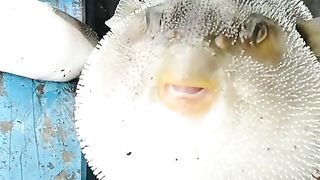Ikan kembung lucu