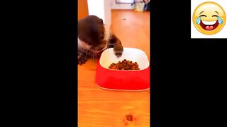 cute Baby Animals Videos Compilation | Funny and Cute Moment of the Animals