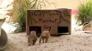 The meerkat crew got a special surprise! ????