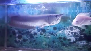 Ikan hias arwana