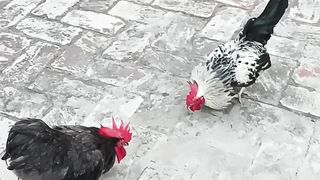My lovely birds
