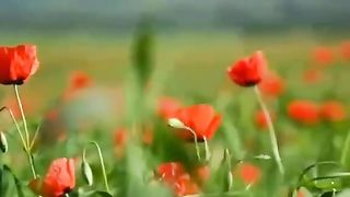 Quran recitation 9