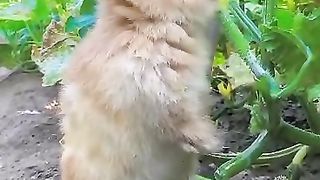 Little rabbit eating flower
