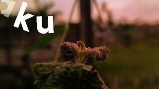 UNGU-KEKASIH GELAPKU