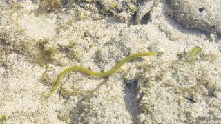 green snake on the beach ????