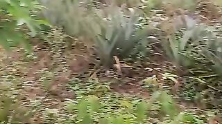 Kawan malen nanas