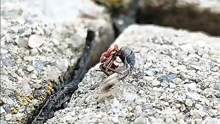 Ant vs Spider