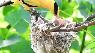 Beautiful Bird life In Forest #febspot #virel #views