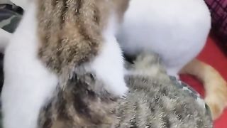Funny Cat 25