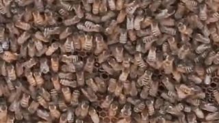 Honey 4
