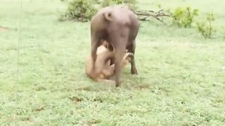 most amazing moments of wild animal