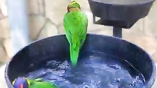 Lorikeet pool party time! ????️