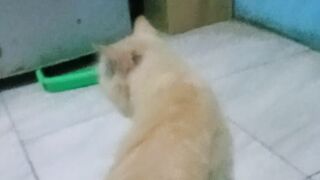 Kucing garong