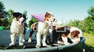 Birthday puppy