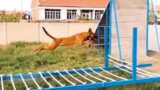 Dogs That Fly - Malinois & Alsatian Dogs Show Their Jumping Agility Shorts